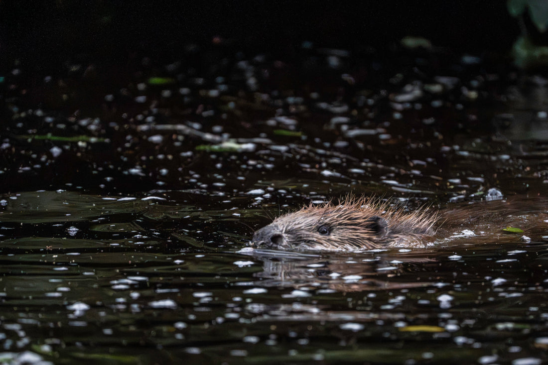 Bever foto på nye trakter