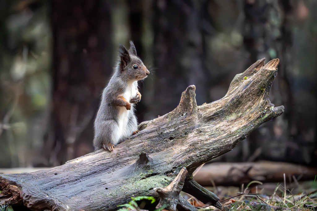 Nysgjerrig ekorn i norsk skog – naturfotografi begrenset opplag | Friluftsperspektiv