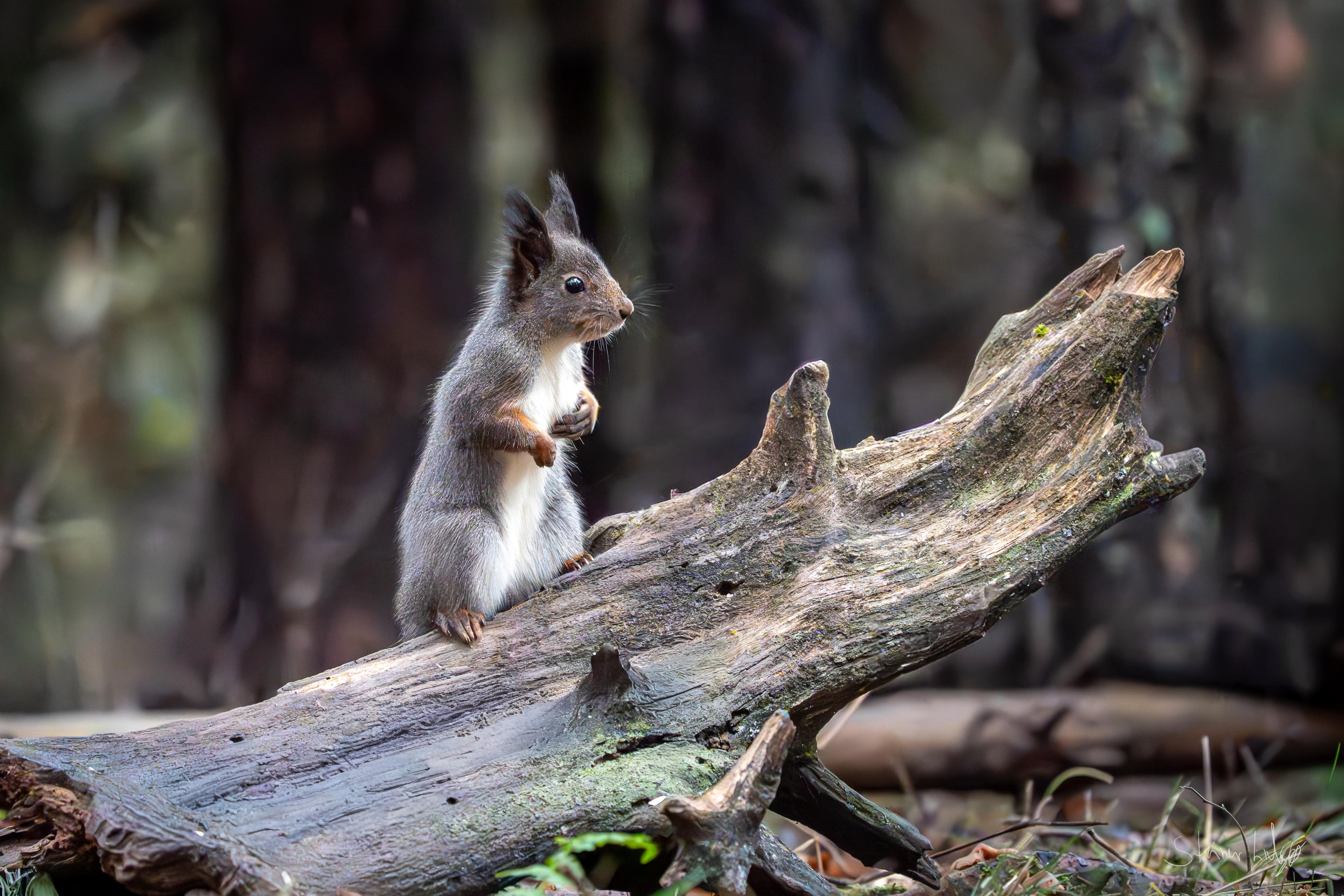 Nysgjerrig ekorn i norsk skog – naturfotografi begrenset opplag | Friluftsperspektiv
