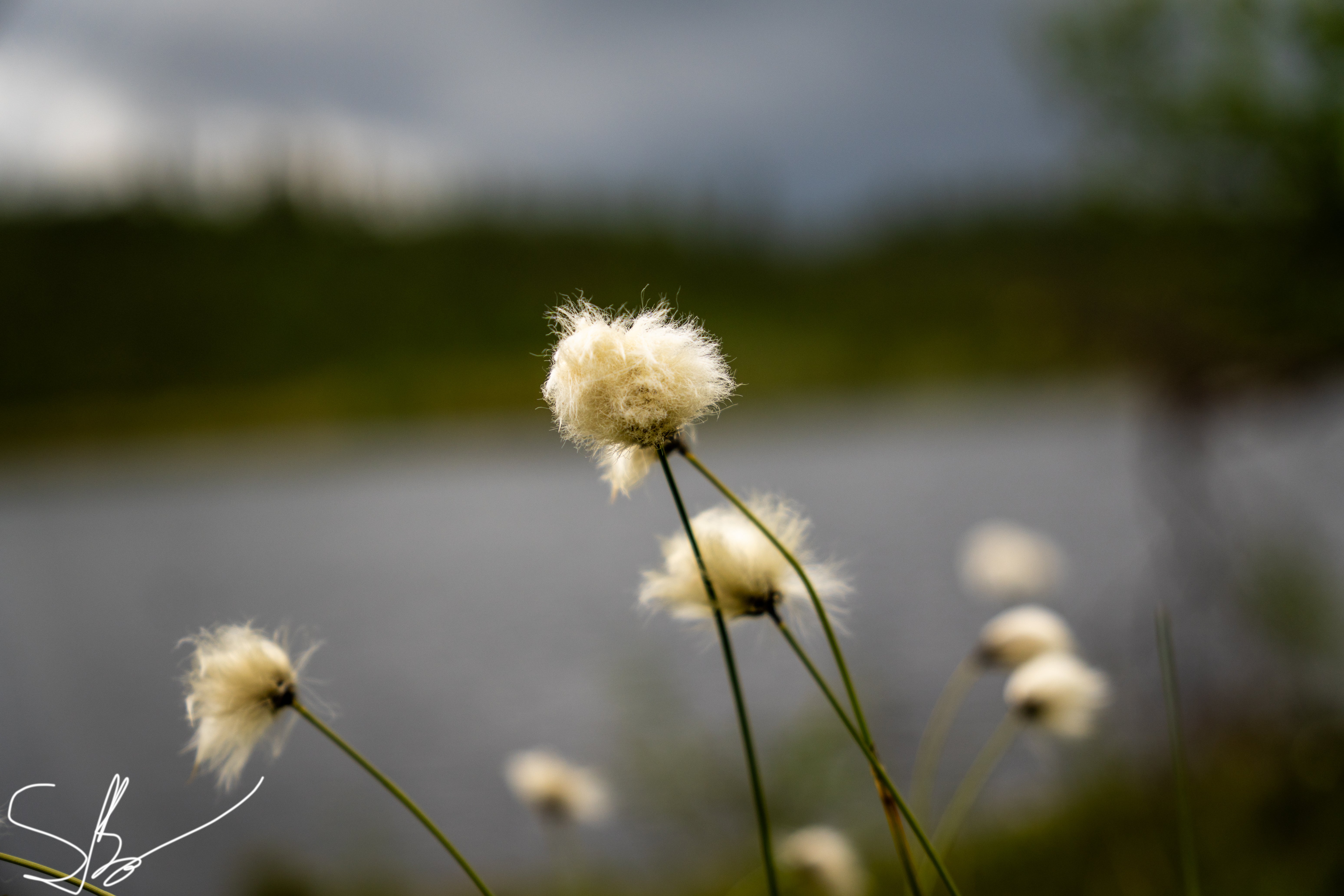 Myrull i norsk myr og natur – naturfotografi begrenset opplag | Friluftsperspektiv
