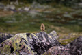 Heipiplerke i norsk fjellnatur – naturfotografi begrenset opplag | Friluftsperspektiv