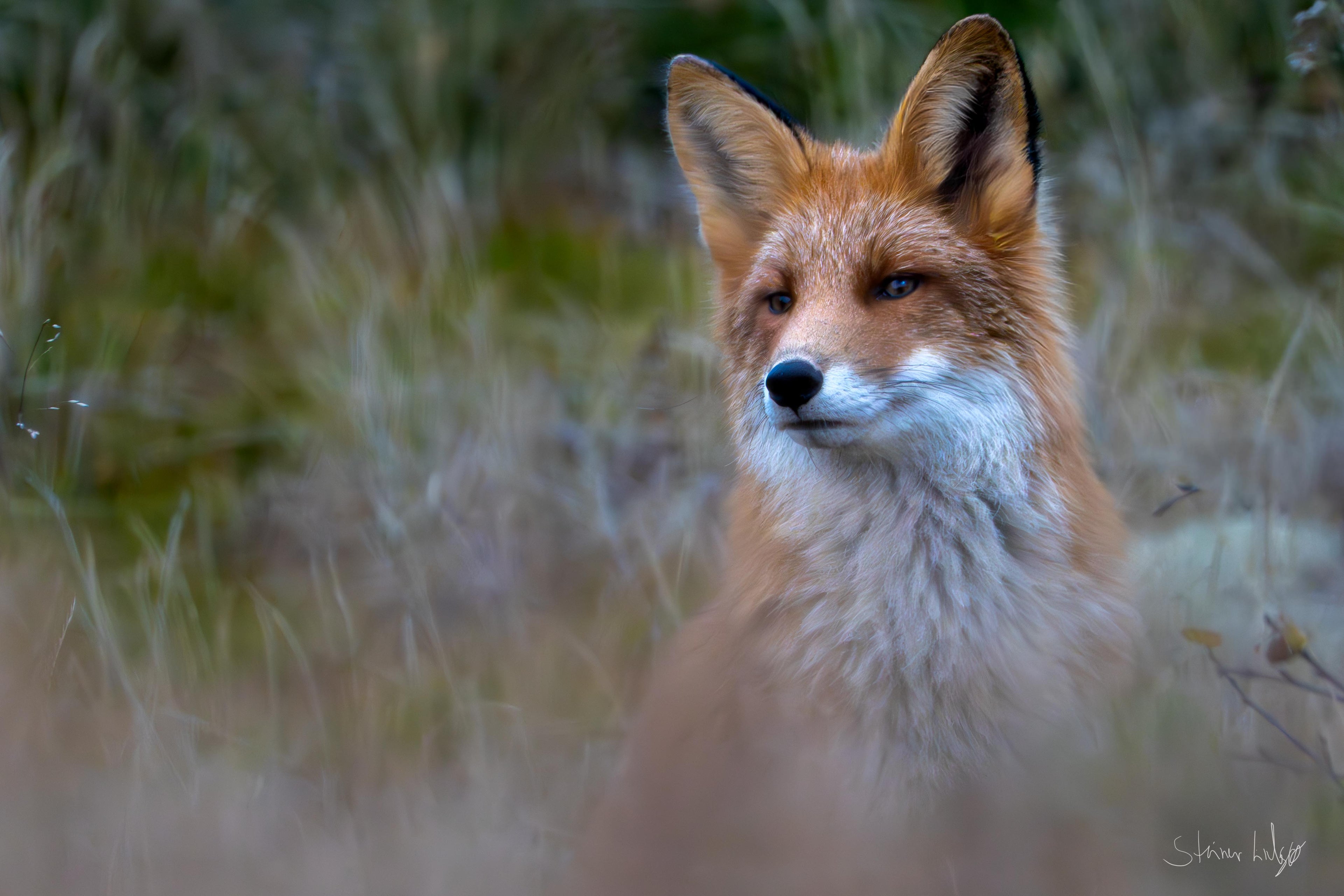 Rødrev i naturlig habitat, norsk skog – naturfotografi begrenset opplag | Friluftsperspektiv