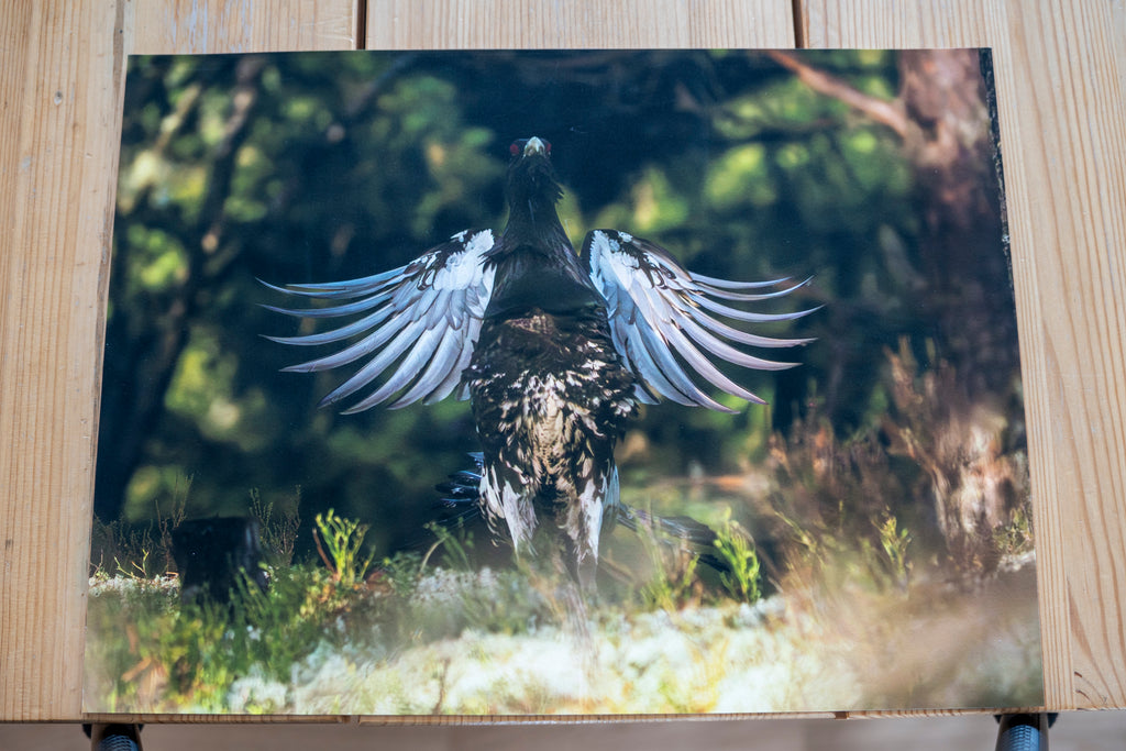 Tiur i tiurleik – Testprint størrelse 40x30cm