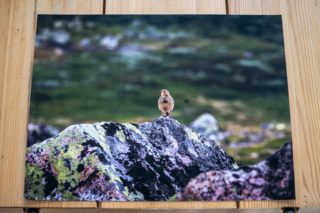 Heipiplerke fra Hardangervidda – Testprint størrelse 40x30cm