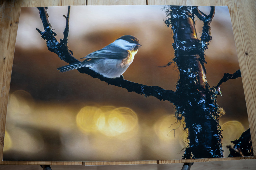 Granmeis i kveldsol – Testprintstørrelse 70x50cm