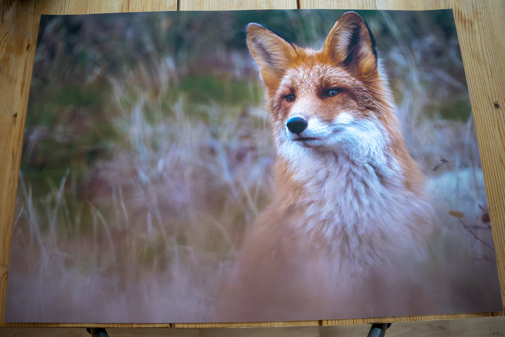Reven i gresset – Testprint størrelsen 70x50cm