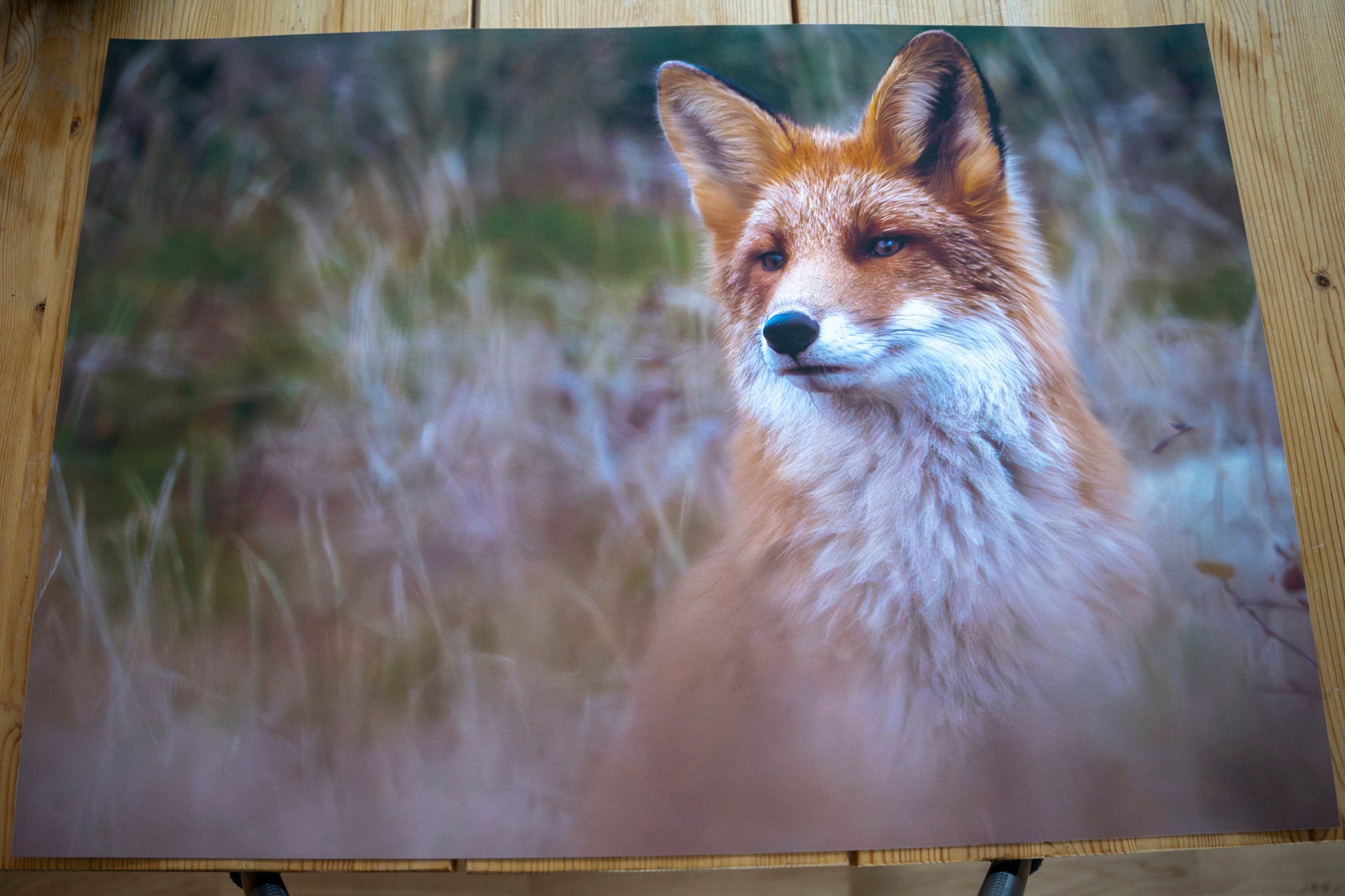 Reven i gresset – Testprint størrelsen 70x50cm