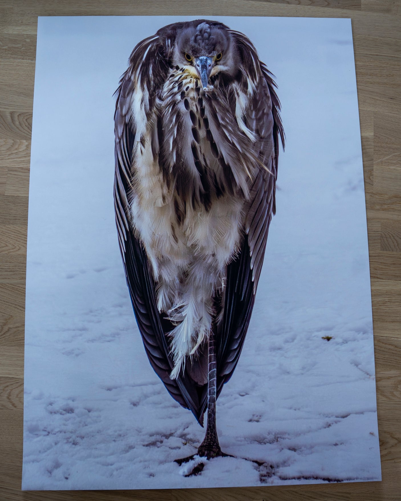 Gråhegre i vinterkulde – Testprint størrelse 100x70cm