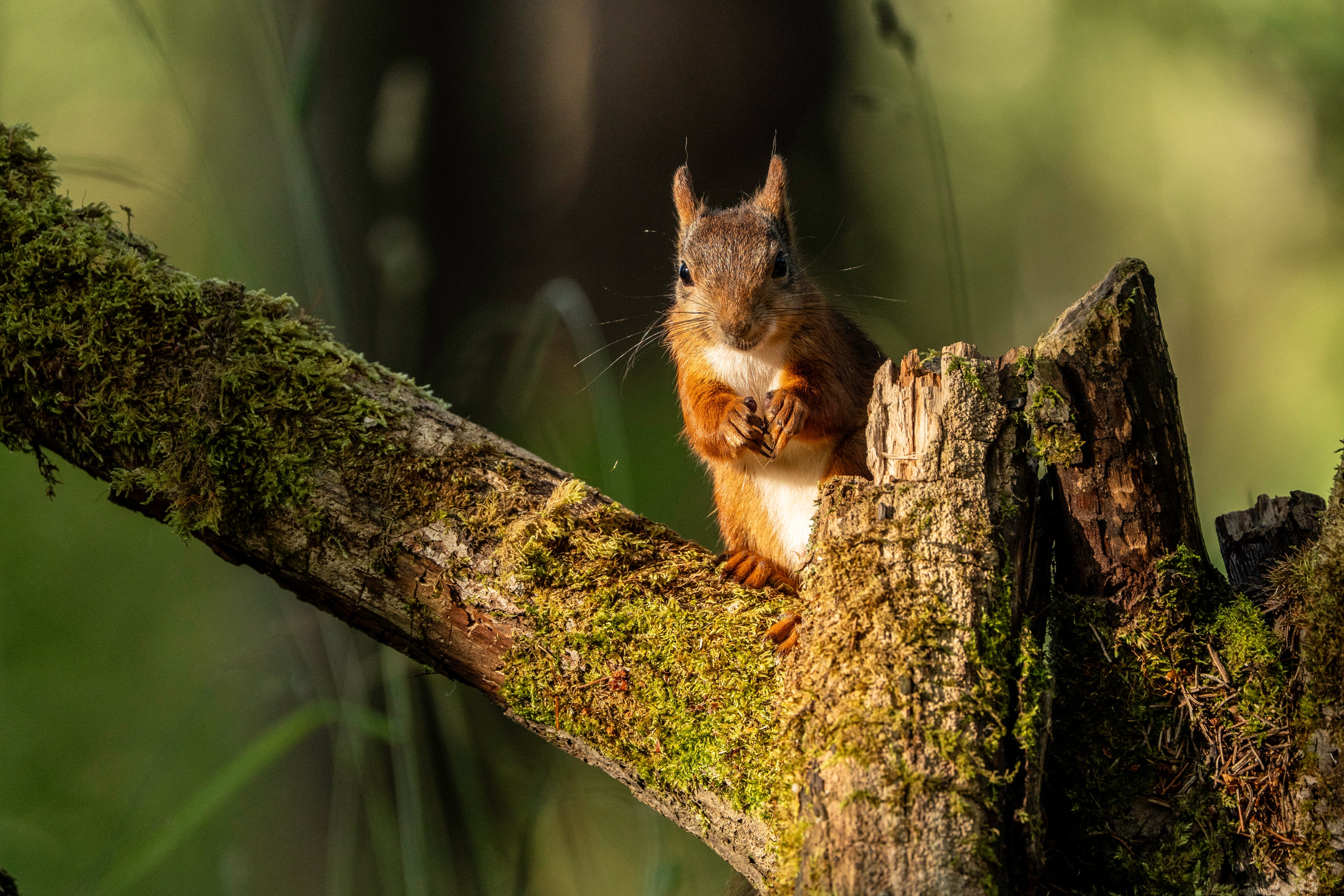 Ekorn – Veggbilde & Naturfoto fra norsk skog