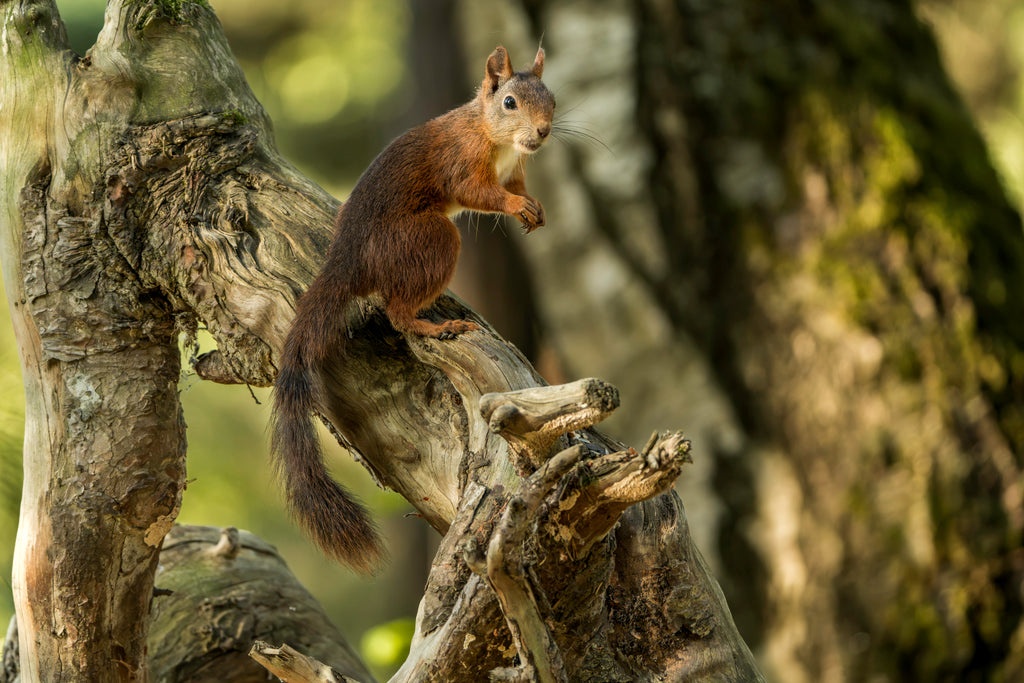 Ekorn stående på roten – Veggbilde & Naturfoto fra norsk skog