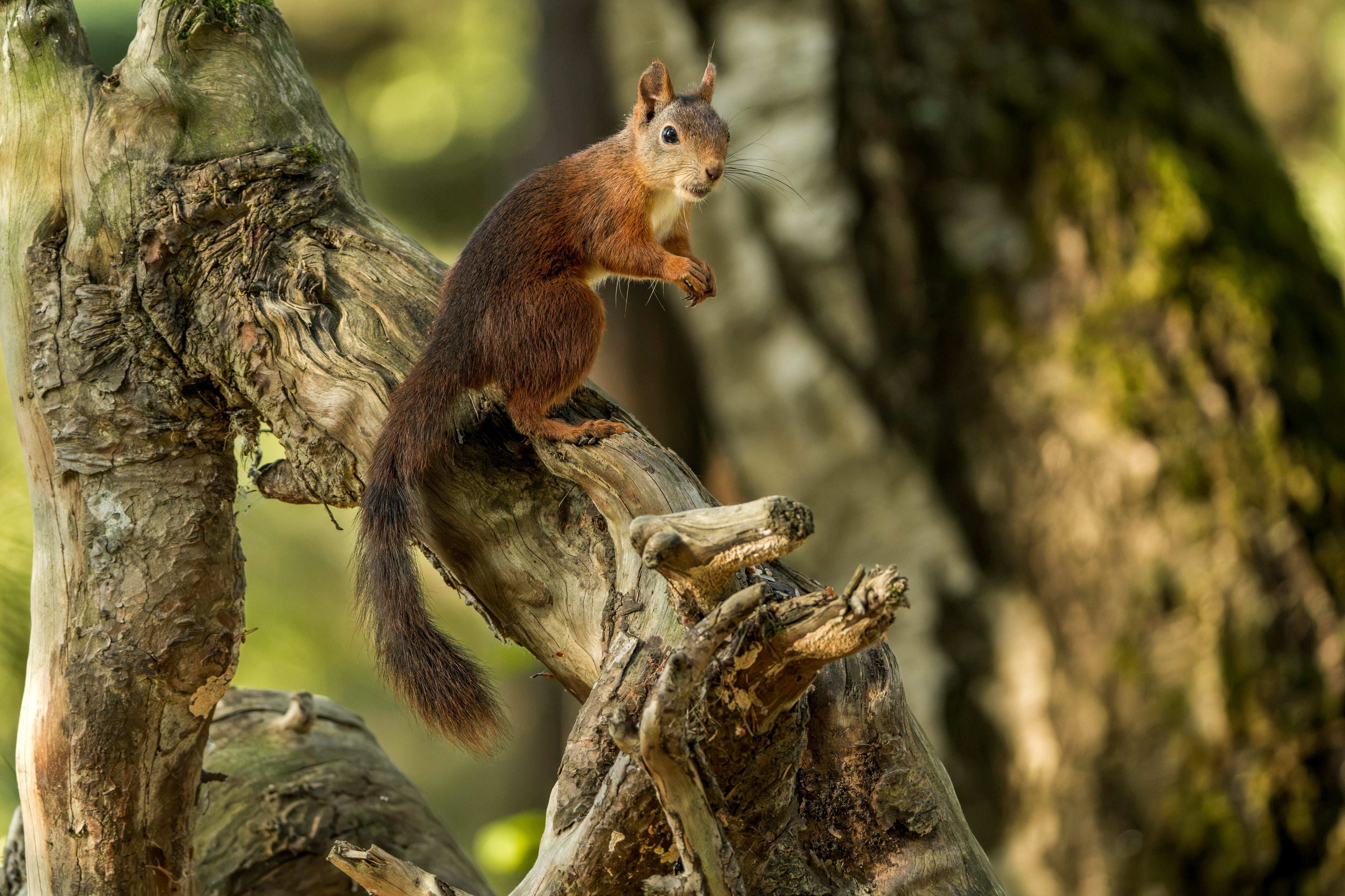 Ekorn stående på roten – Veggbilde & Naturfoto fra norsk skog