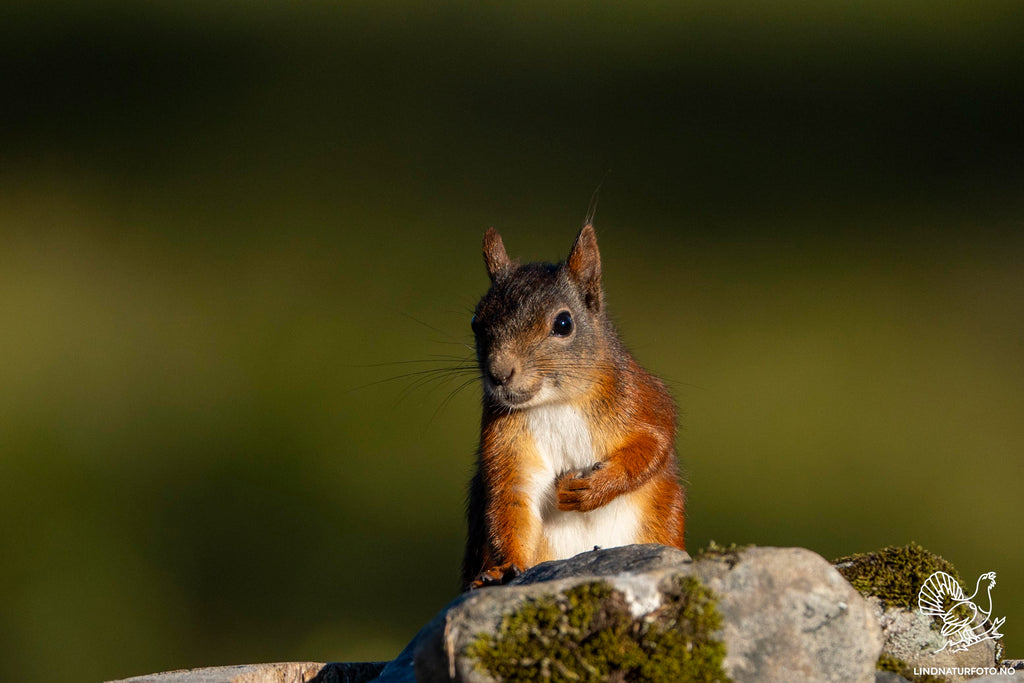 Ekornportrett – Veggbilde & Naturfoto fra norsk skog