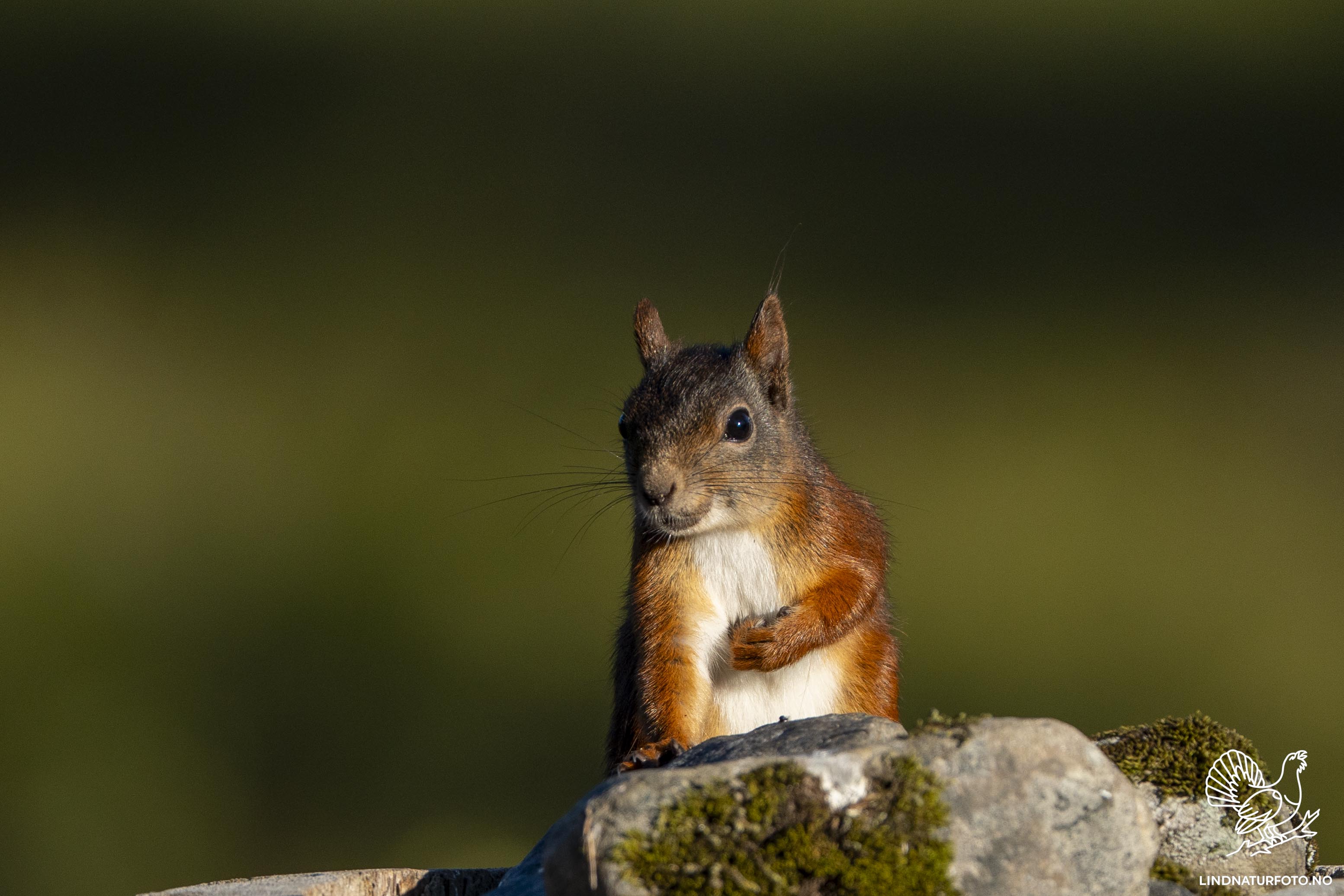 Ekornportrett – Veggbilde & Naturfoto fra norsk skog