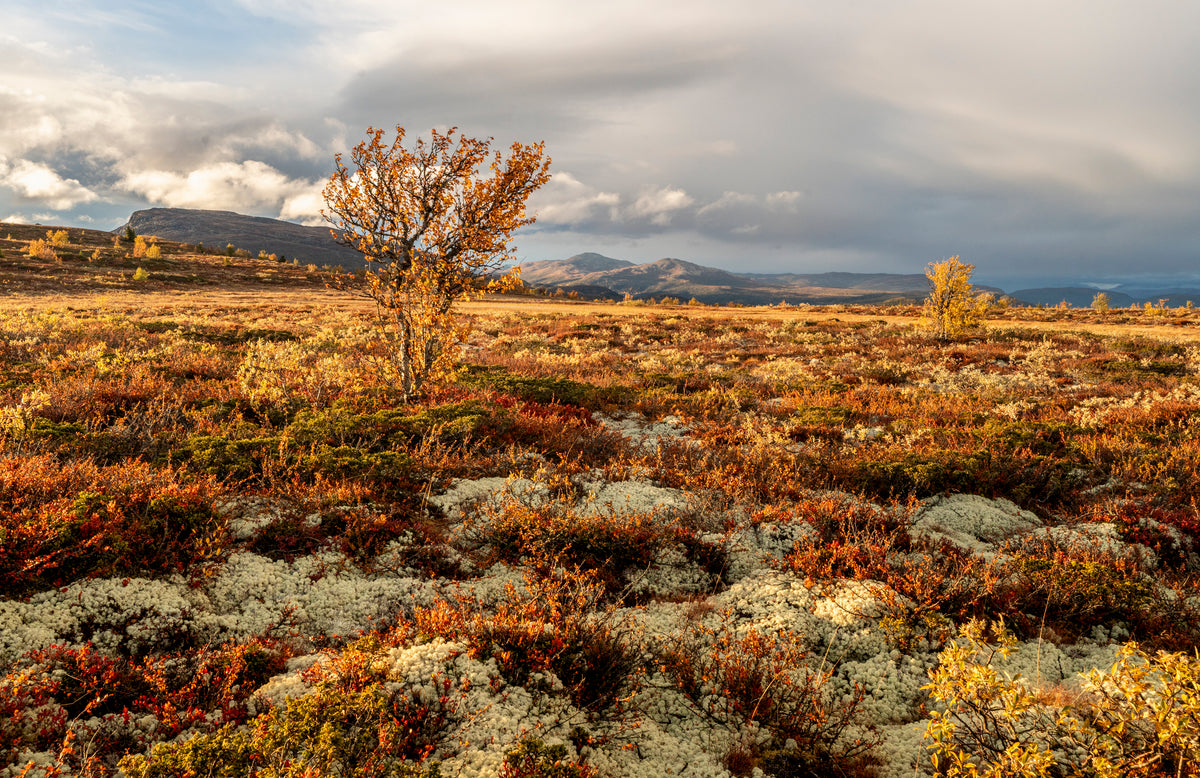 Høstfjellet