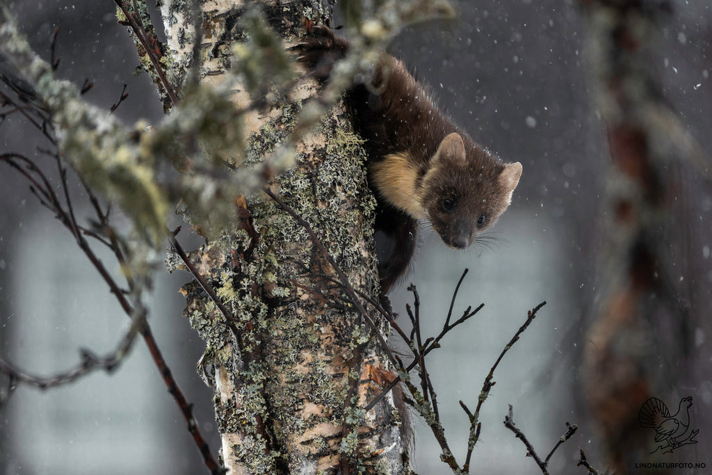 Nyskjerrig Mår - Dyrebilde & Veggbilde fra norsk natur