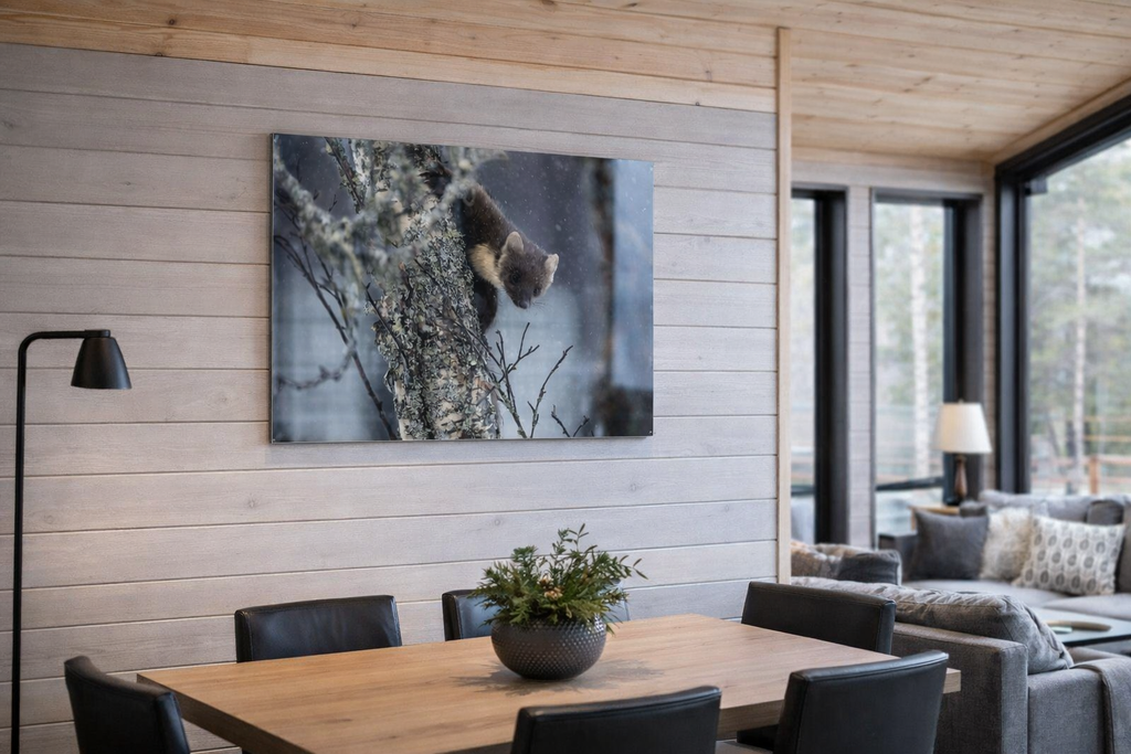 Nyskjerrig Mår - Dyrebilde & Veggbilde fra norsk natur