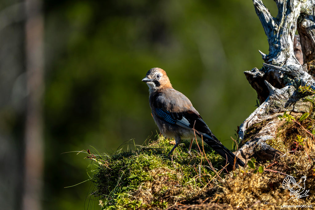 Nøtteskrike – Veggbilde & Naturfoto fra norsk skog