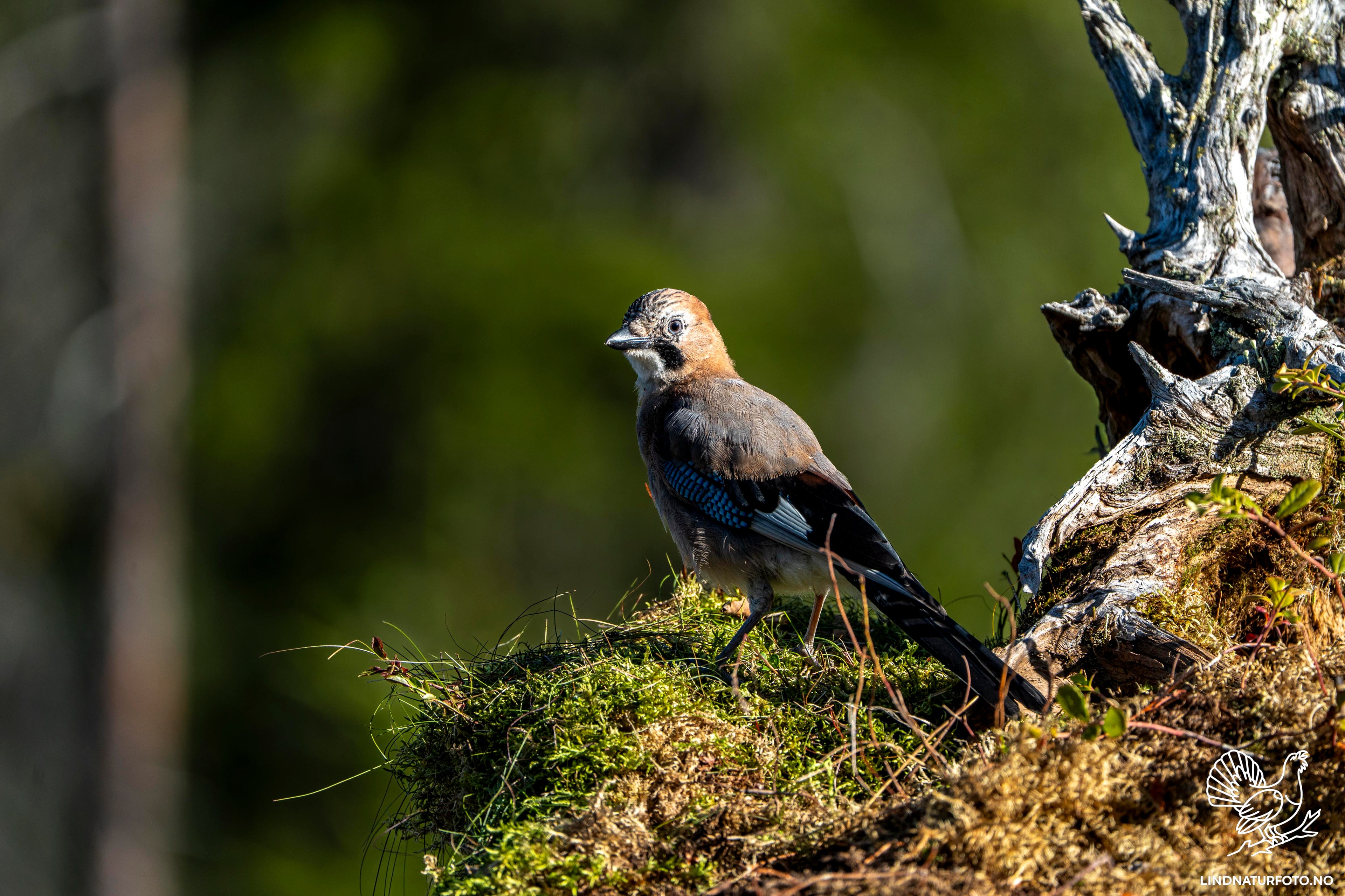 Nøtteskrike – Veggbilde & Naturfoto fra norsk skog