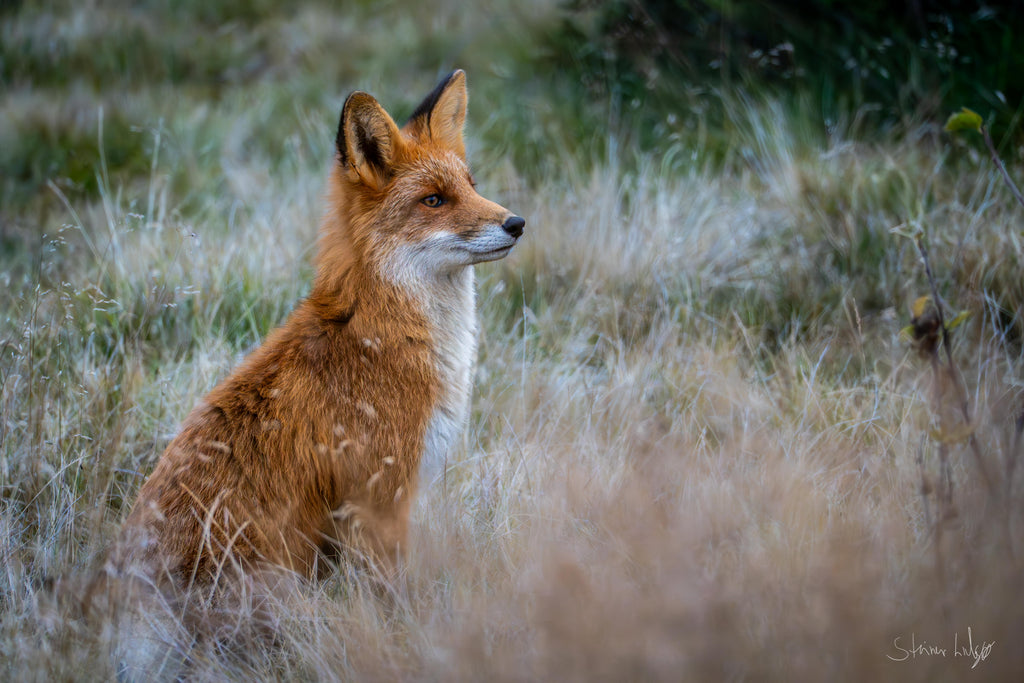 Rødrev med direkte blikkontakt i norsk høyfjell – naturfotografi | Friluftsperspektiv