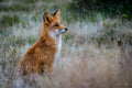 Rødrev med direkte blikkontakt i norsk høyfjell – naturfotografi | Friluftsperspektiv