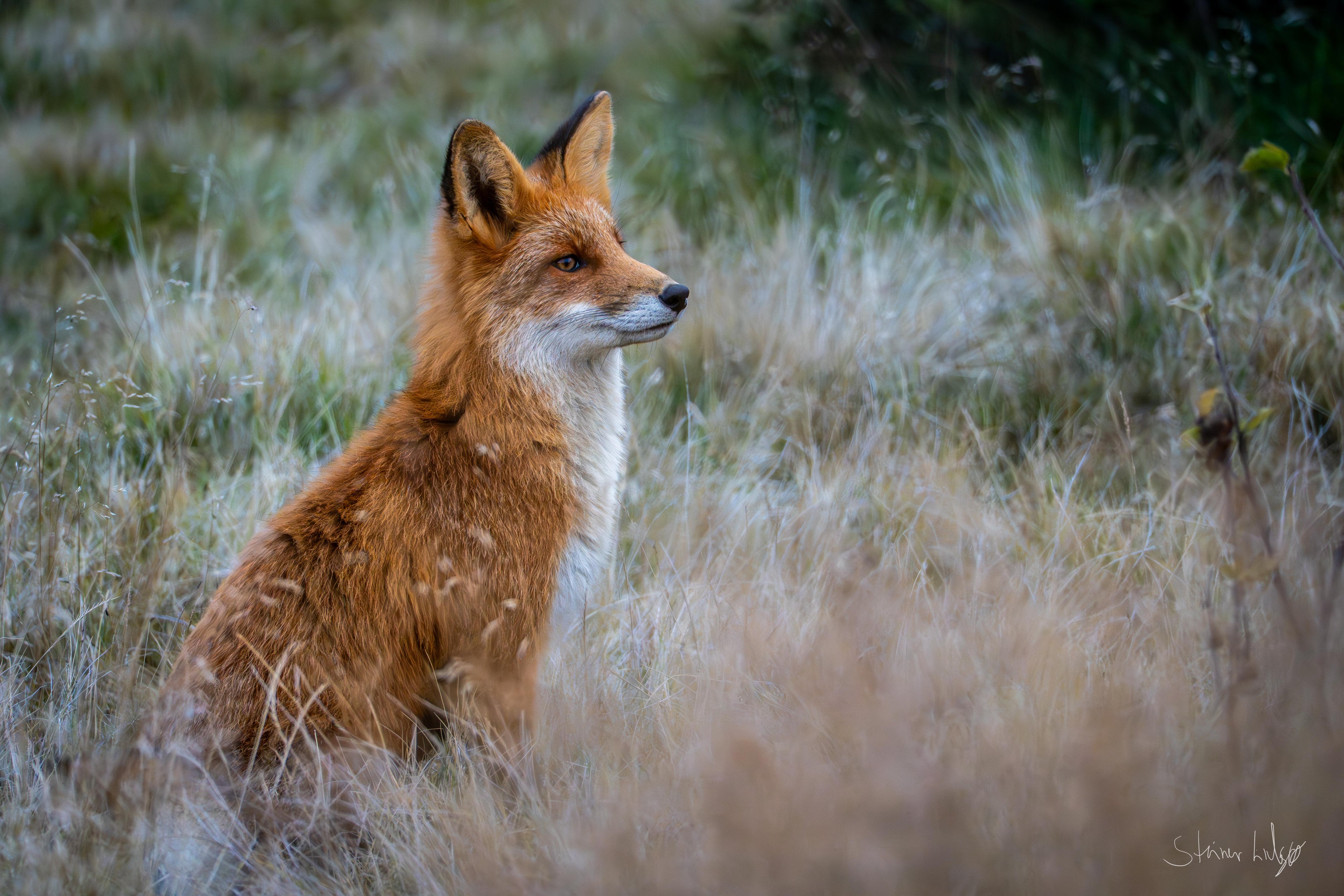 Rødrev med direkte blikkontakt i norsk høyfjell – naturfotografi | Friluftsperspektiv