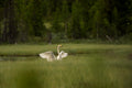 Sangsvane - Fuglebilde & Veggbilde fra norsk natur