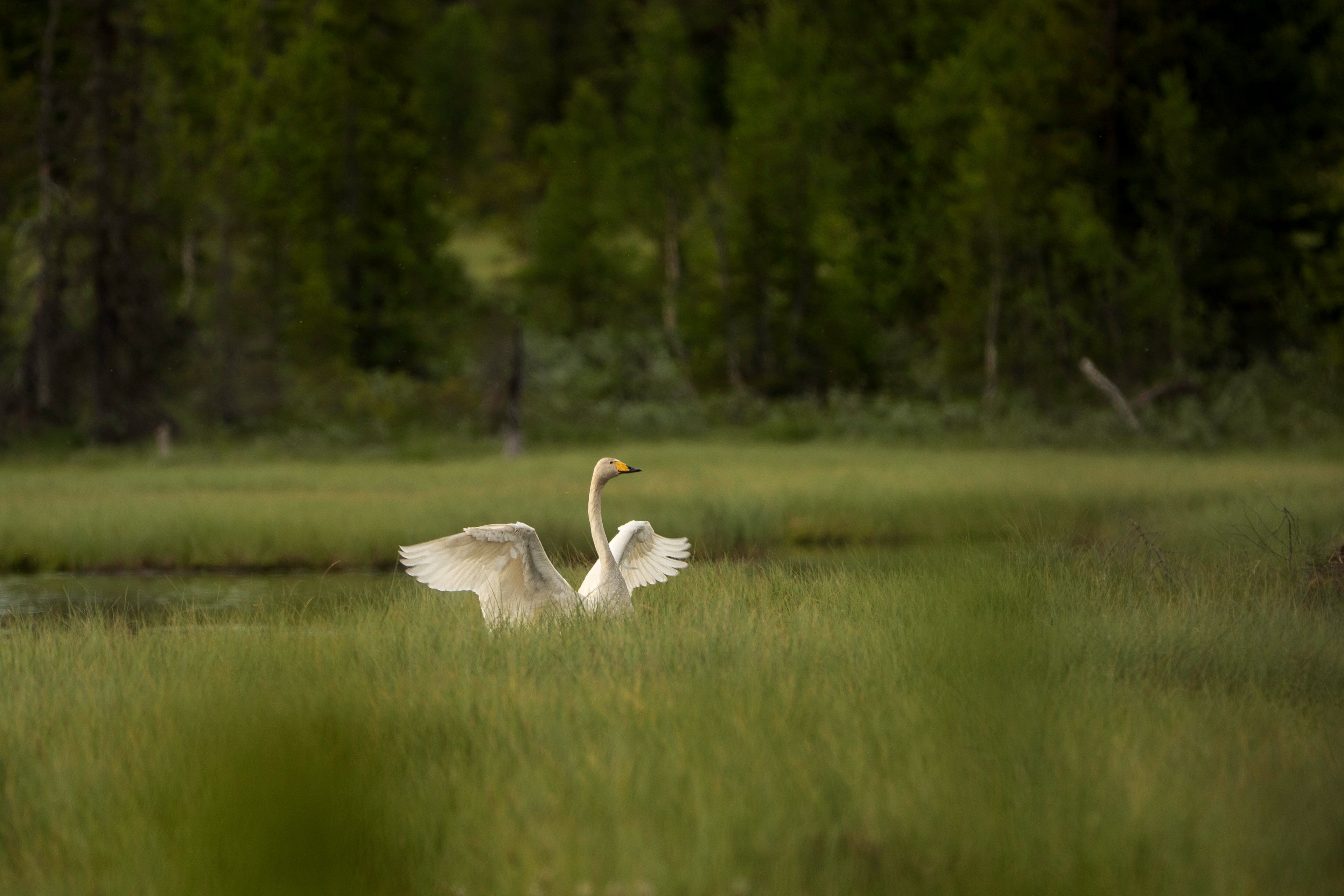 Sangsvane - Fuglebilde & Veggbilde fra norsk natur