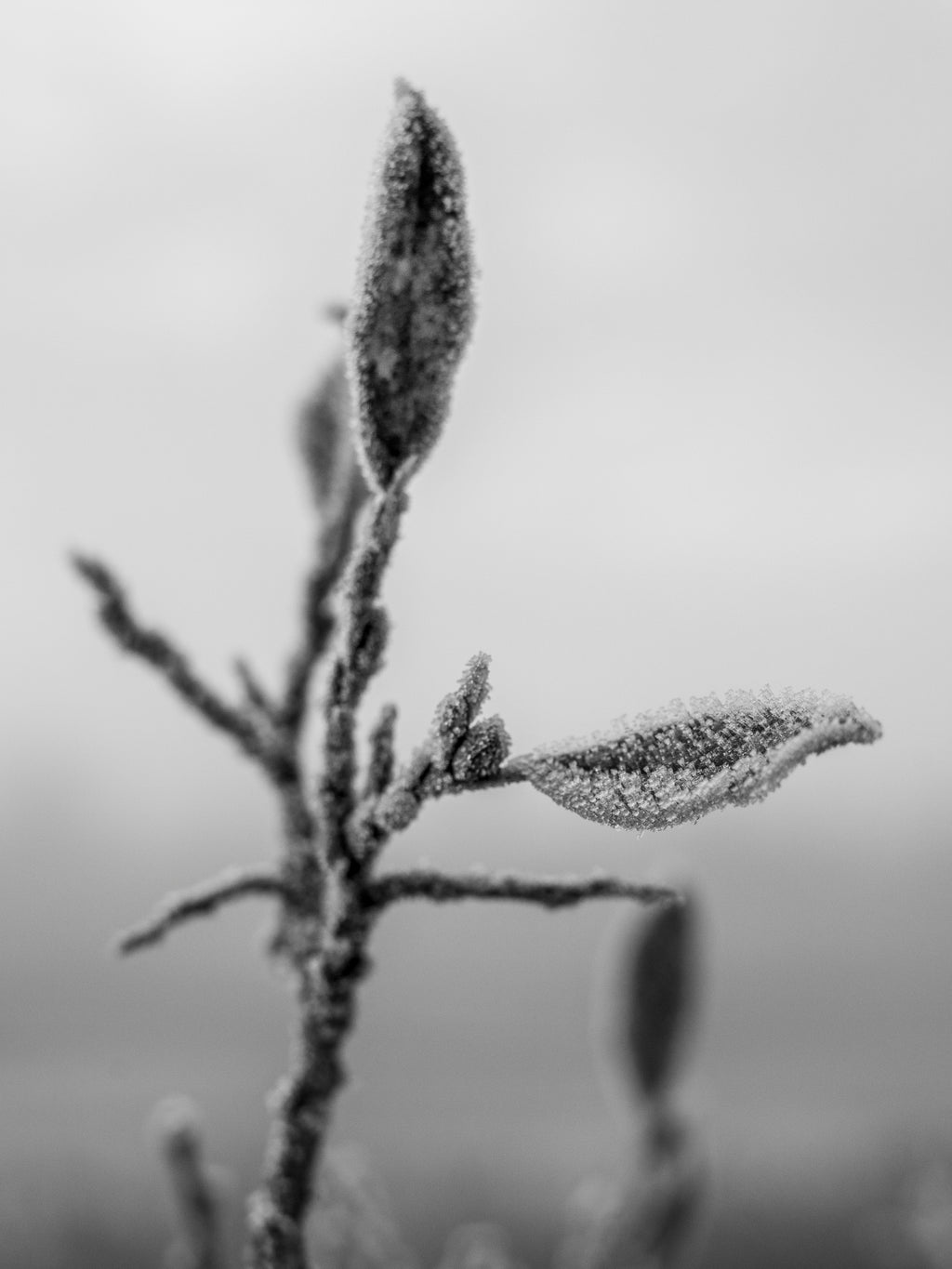 Sorthvitt nærbilde av frostdekte blader – et detaljert og stemningsfullt naturmotiv.
