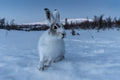 Hare i fjellandskap, naturfoto med rolig og nordisk stemning