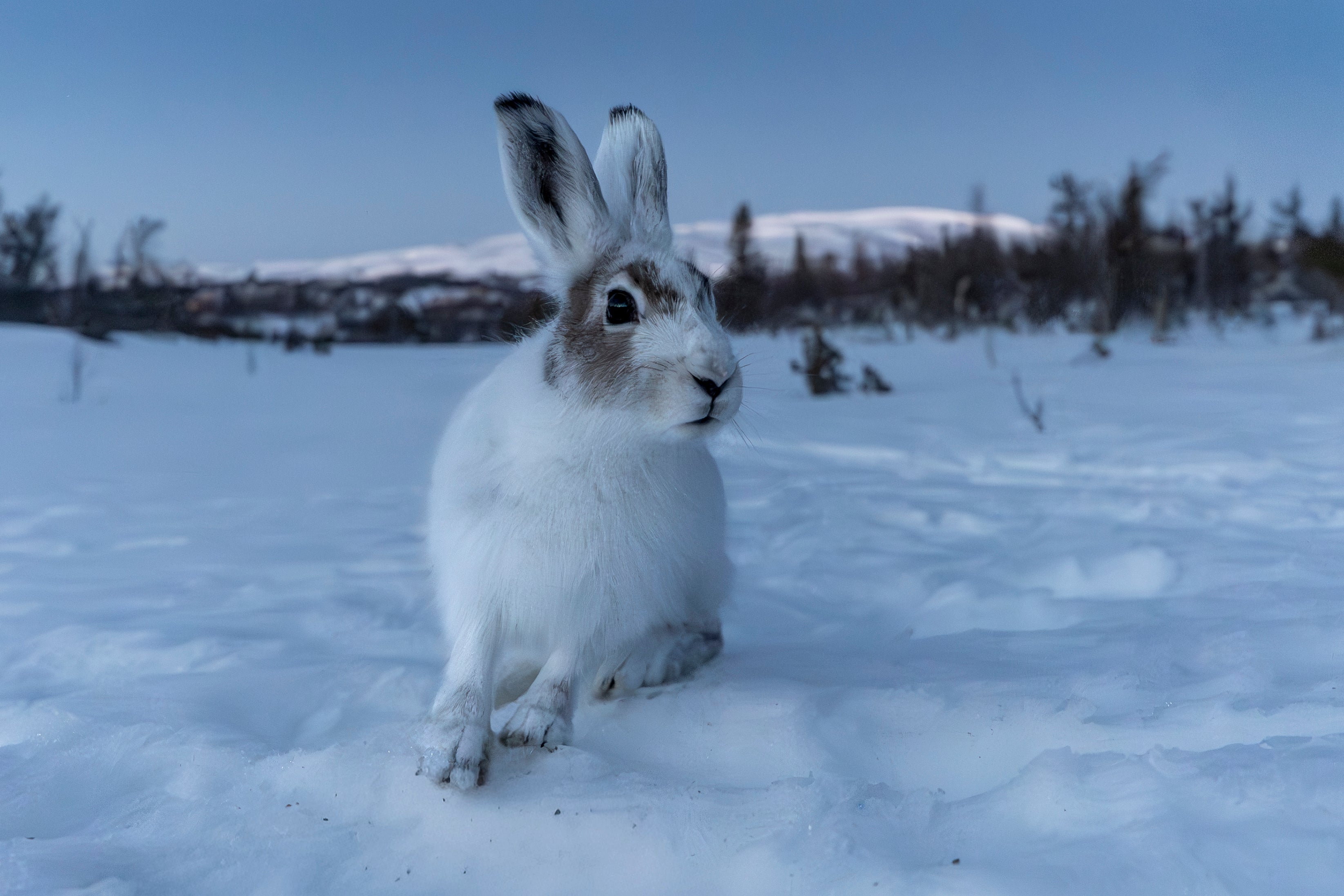 Hare i fjellandskap, naturfoto med rolig og nordisk stemning