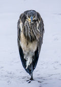 Naturfoto av hegre som står i snødekt vinterlandskap – et unikt og stemningsfullt fuglemotiv