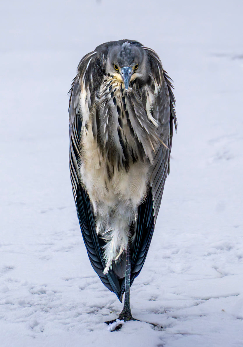 Naturfoto av hegre som står i snødekt vinterlandskap – et unikt og stemningsfullt fuglemotiv