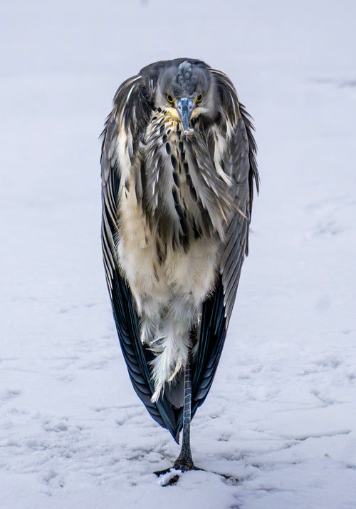 Naturfoto av hegre som står i snødekt vinterlandskap – et unikt og stemningsfullt fuglemotiv