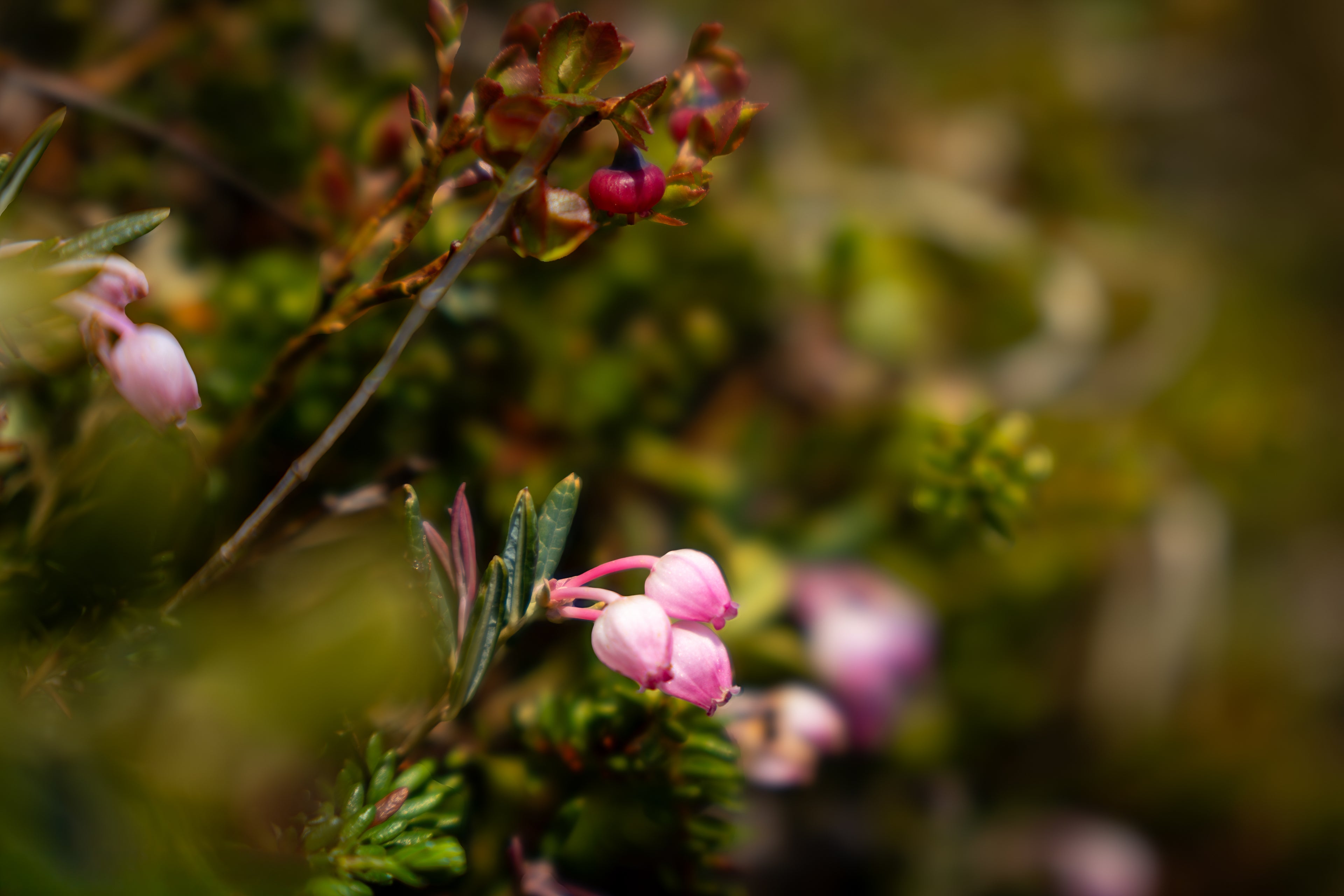 Rosa villblomst i norsk natur – naturfotografi begrenset opplag | Friluftsperspektiv