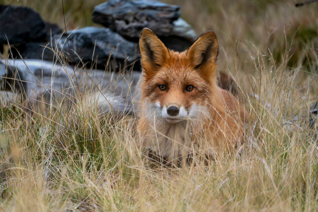 Naturfoto av rødrev som hviler i gresset – et stemningsfullt og detaljert villdyrmotiv
