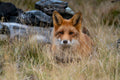 Naturfoto av rødrev som hviler i gresset – et stemningsfullt og detaljert villdyrmotiv