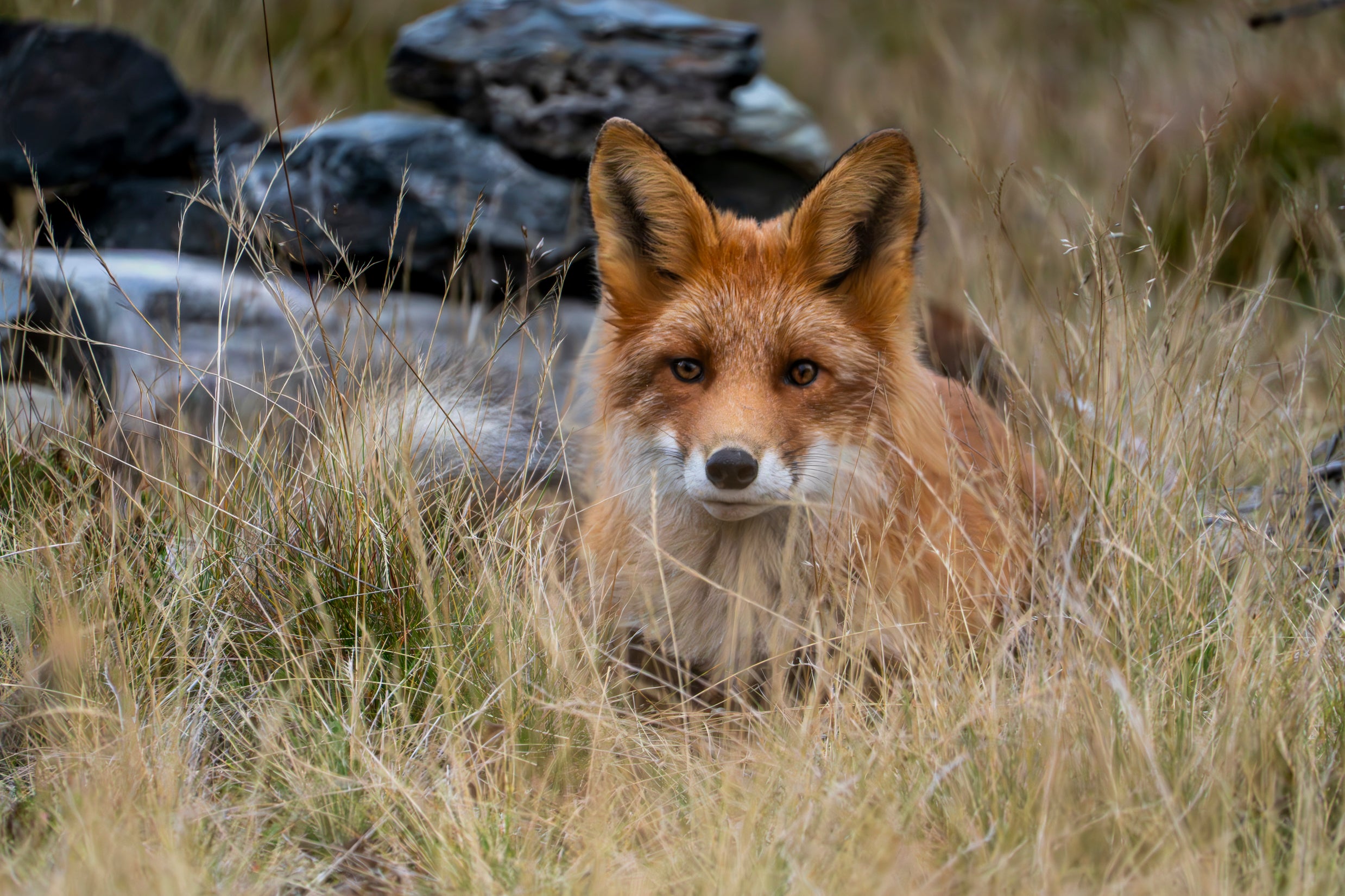 Naturfoto av rødrev som hviler i gresset – et stemningsfullt og detaljert villdyrmotiv