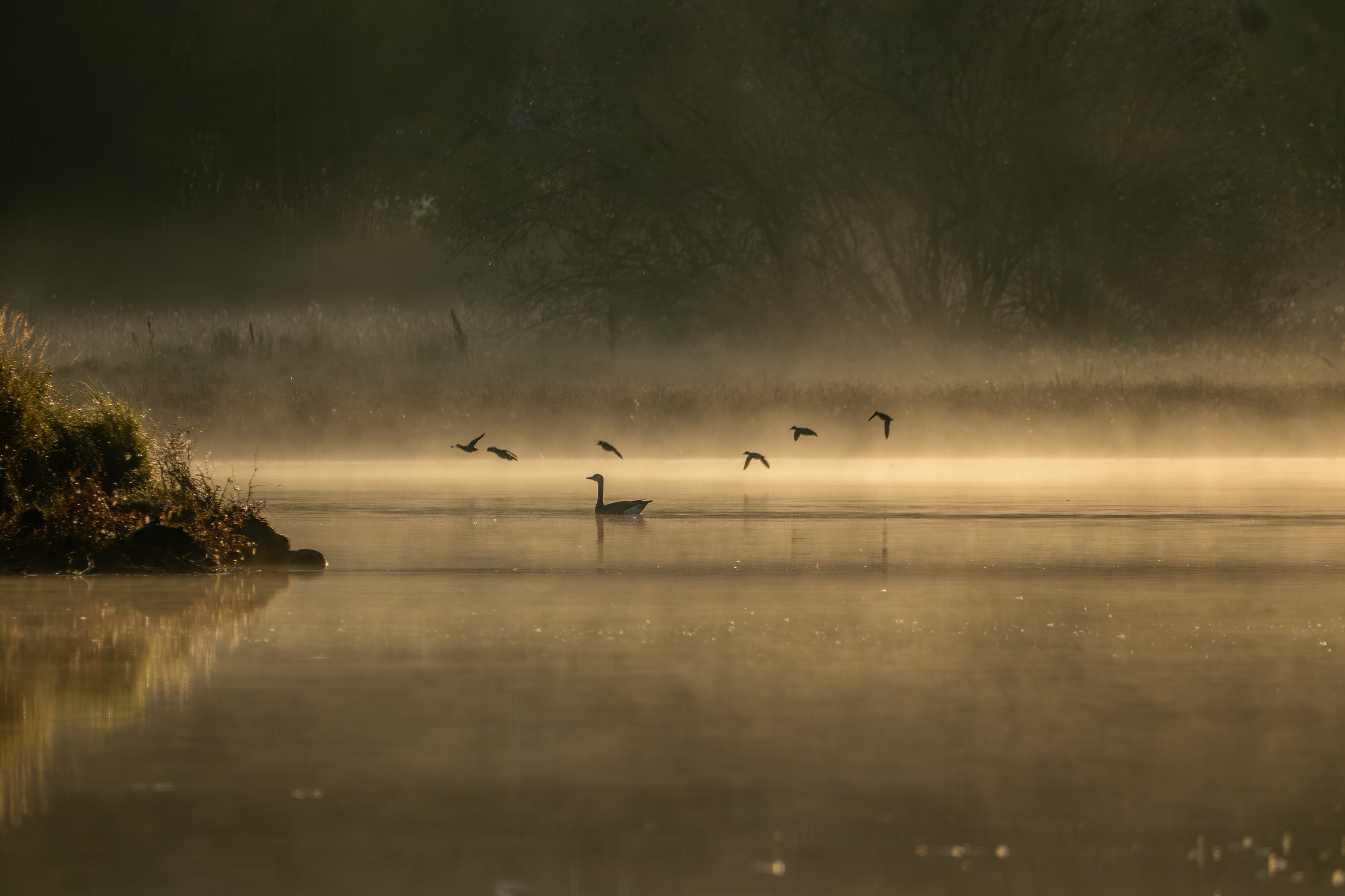 Ender i gyllent morgenlys på norsk vann – naturfotografi begrenset opplag | Friluftsperspekti