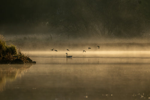 Ender i gyllent morgenlys på norsk vann – naturfotografi begrenset opplag | Friluftsperspekti