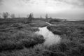 Sorthvitt landskapsfoto av tåkefull våtmark med stille vannspeil og myrvegetasjon