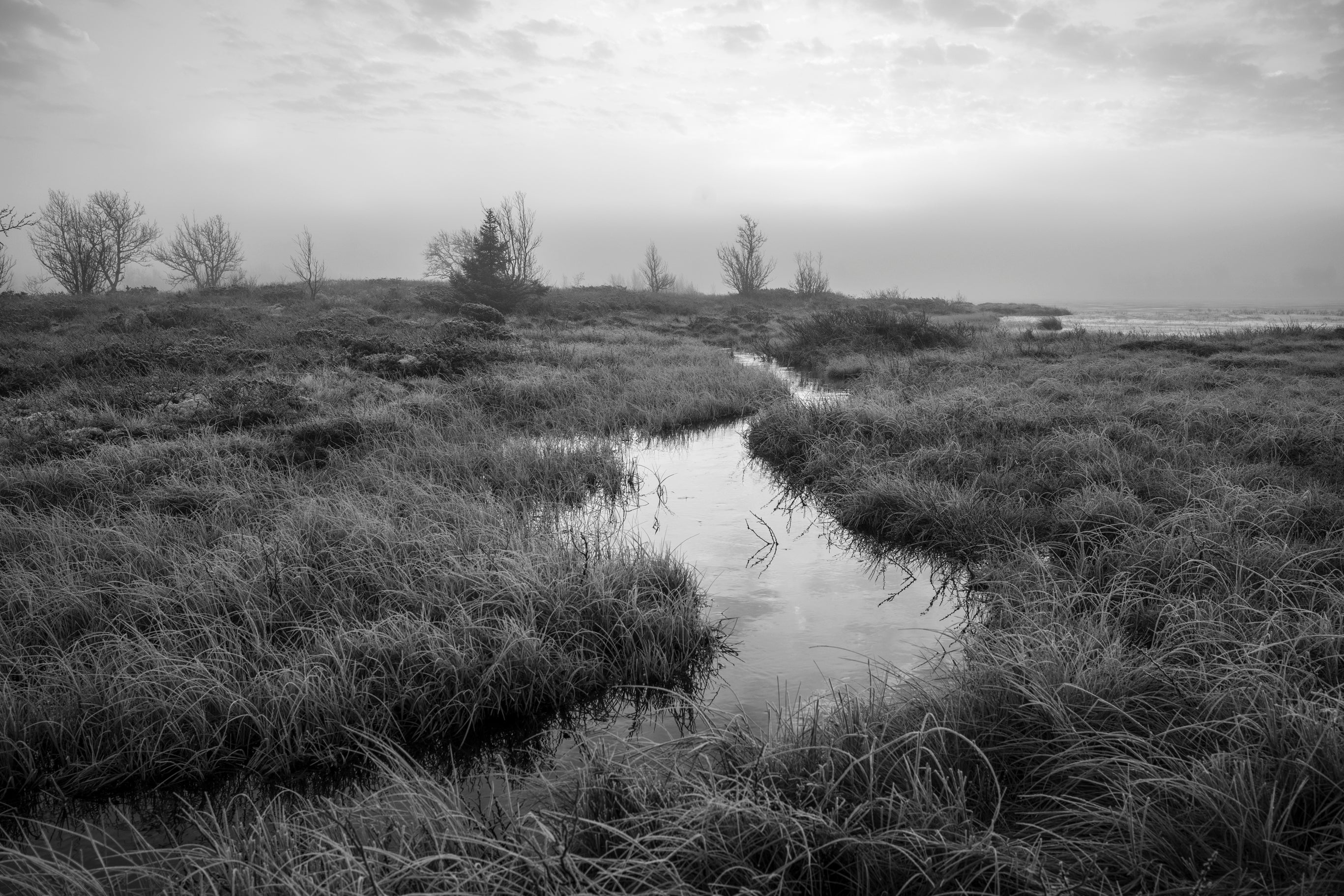 Sorthvitt landskapsfoto av tåkefull våtmark med stille vannspeil og myrvegetasjon
