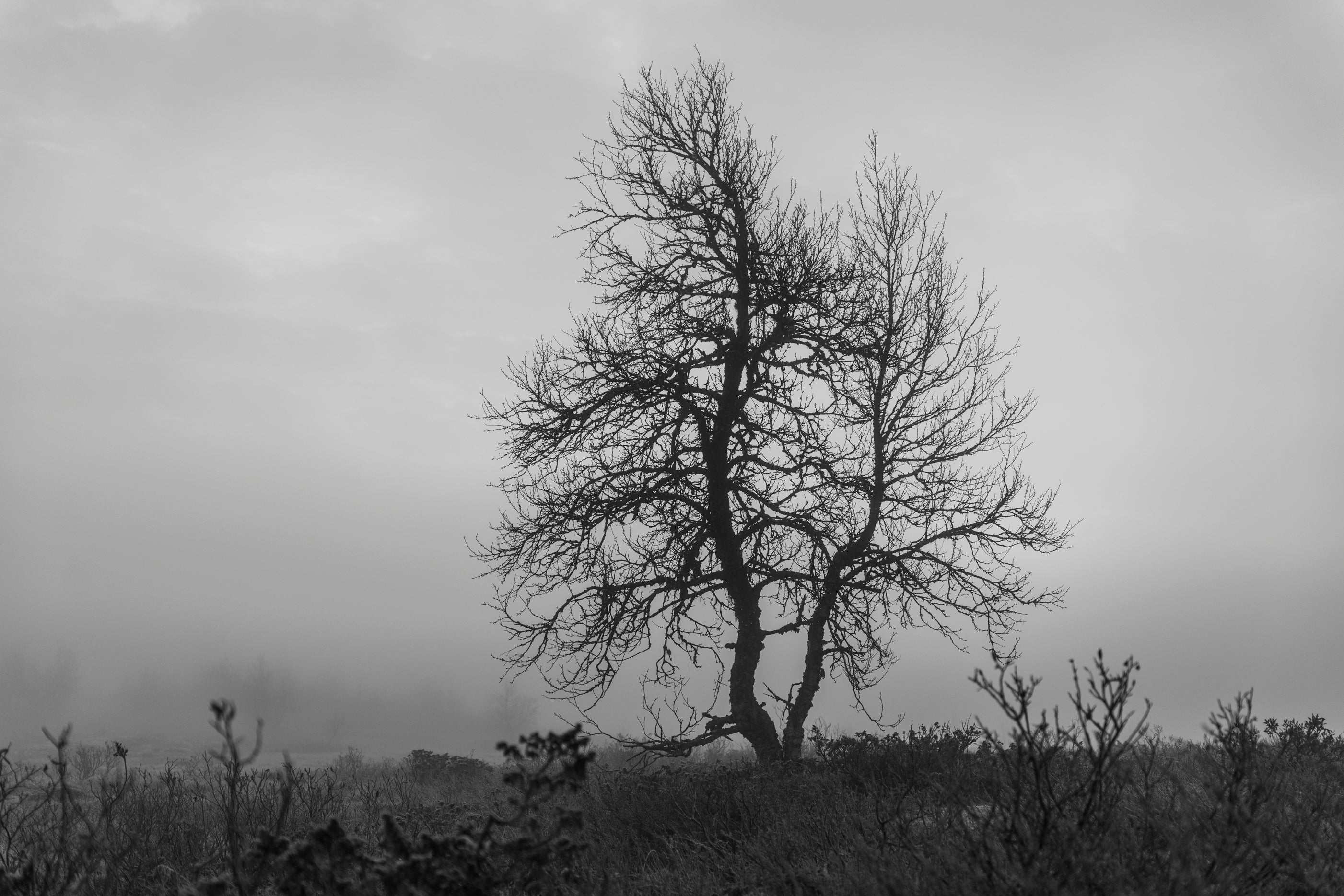 Sorthvitt naturfoto av et enslig tre i tåkelandskap – stemningsfullt og minimalistisk motiv
